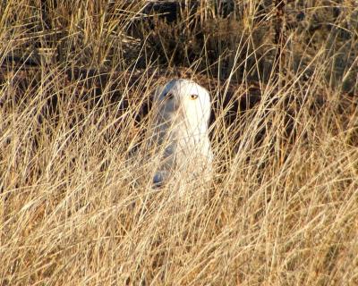 snowy owl Image 1.jpg