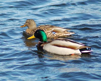 g3/49/641849/3/57001341.Mallardducks.jpg