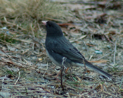 g3/49/641849/3/57172762.darkeyedjunco2.jpg