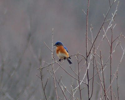 g3/49/641849/3/57172764.bluebird.jpg