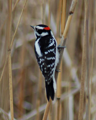 Downy Woodpecker 1.jpg
