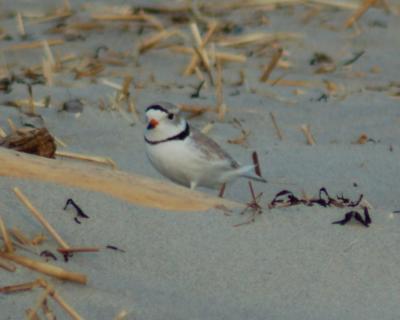 piping plover Image0031.jpg