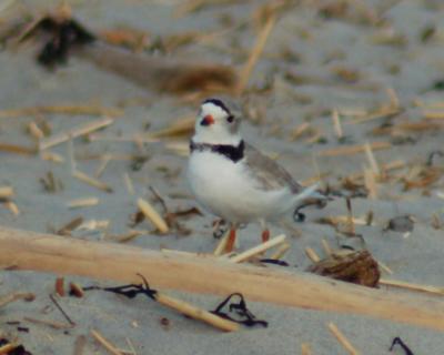 piping plover Image0032.jpg