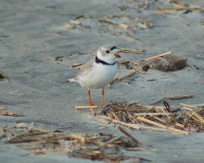 piping plover Image0042.jpg