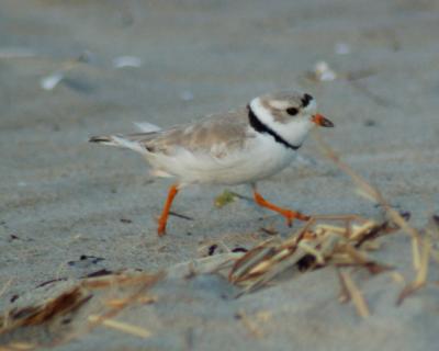 piping plover Image0044.jpg