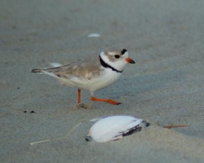 piping plover Image0045.jpg