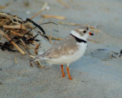 piping plover Image0046.jpg