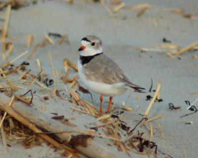 piping plover Image0052.jpg