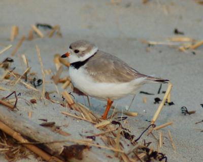 piping plover Image0060.jpg