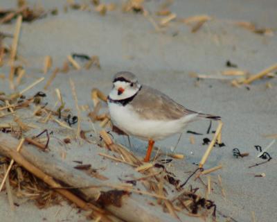 piping plover Image0062.jpg