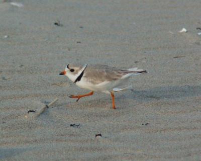piping plover Image0069.jpg