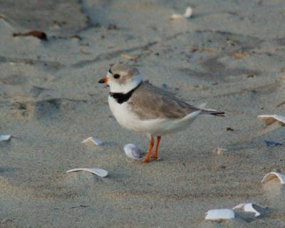 piping plover Image0071.jpg
