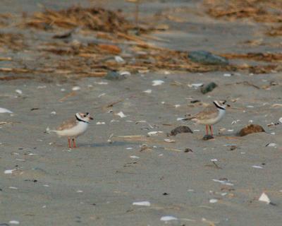 piping plover Image0072.jpg