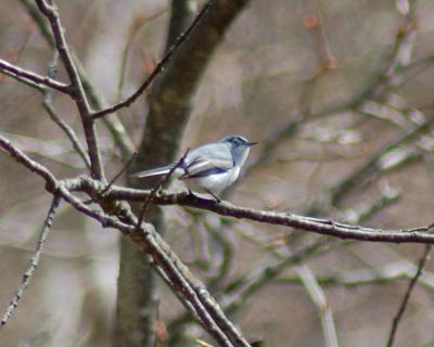 g3/49/641849/3/58806926.BluegrayGnatcatcher1.jpg