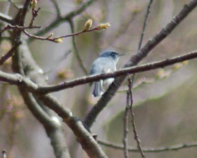 g3/49/641849/3/58806928.BluegrayGnatcatcher2.jpg