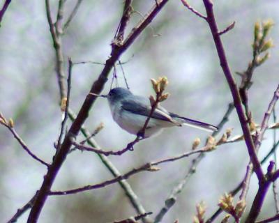g3/49/641849/3/58806929.BluegrayGnatcatcher3.jpg