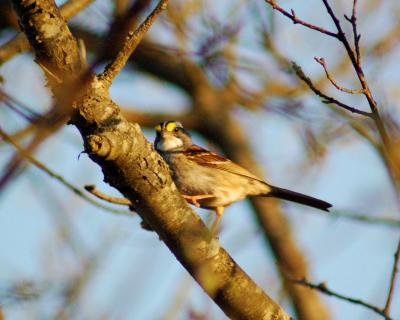 White-throated Sparrow 2006_0420Image0036.jpg