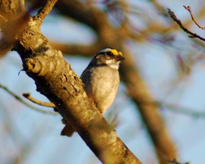 White-throated Sparrow 2006_0420Image0037.jpg