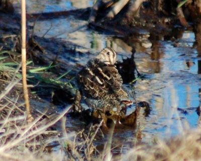 Wilson's Snipe 2006_0420Image0026.jpg