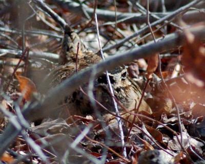 g3/49/641849/3/59031320.AmericanWoodcock4906.jpg