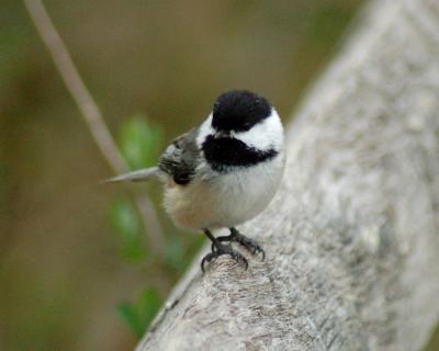 Black-capped Chickadee 2006_0422Image0105.jpg