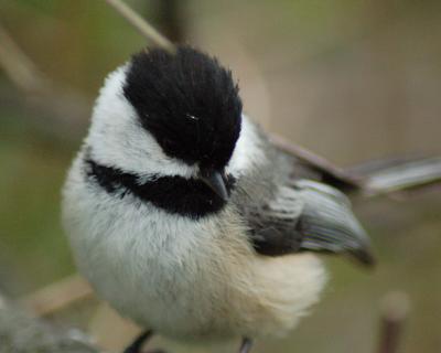 Black-capped Chickadee 2006_0422Image0106.jpg