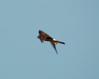 northern harrier DSC_0026.jpg