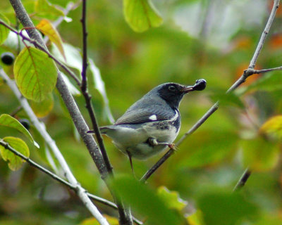 black-throated blue warbler Image0010.jpg