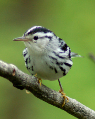 black and white warbler 2006_0910Image0016.jpg