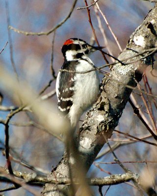 hairy woodpecker Image0060.jpg
