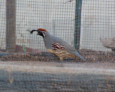 gambels quail