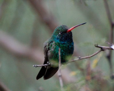 Broad-billed hummingbird