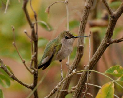Costas hummingbird Image0149