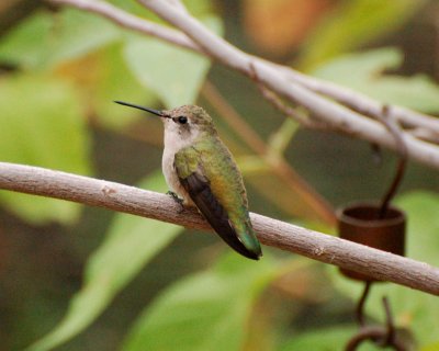 costas hummingbird Image0212