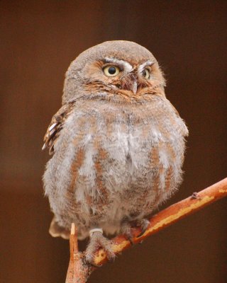 ferruginous pygmy owl