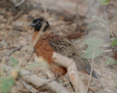 masked bobwhite