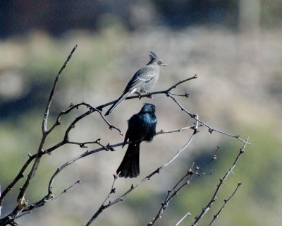 phainopepla