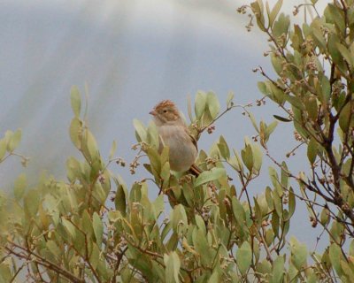 Brewer's sparrow.jpg