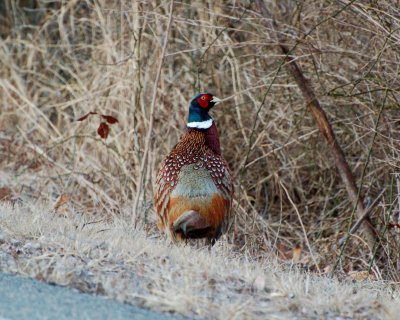 ring-necked pheasant .jpg