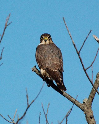 merlin 2008_0408Image0013.jpg