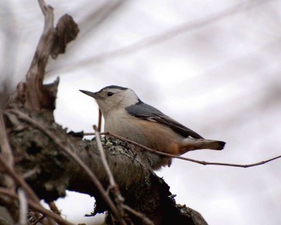 white breasted nuthatch image 2.jpg