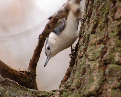 white breasted nuthatch image1.jpg