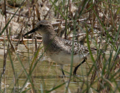 Baird's Sandpiper 9/4/2008HISP