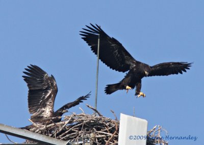 2009 Murray Tower Bald Eagles