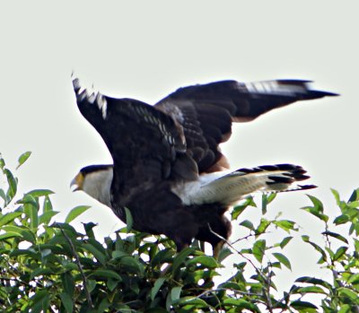 Southern Crested Caracara