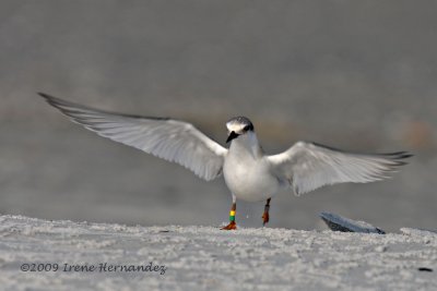 Banded Least Terns 2009