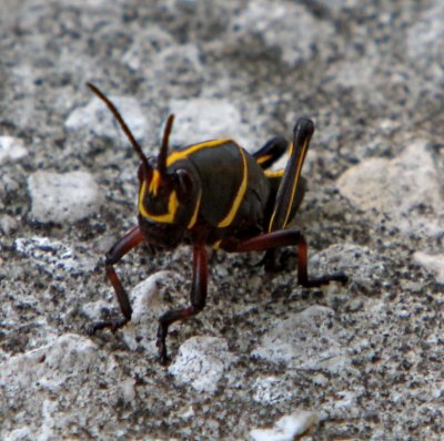 Insect Photos