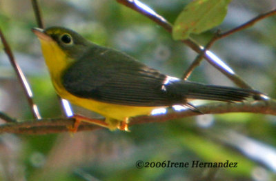 Canada Warbler