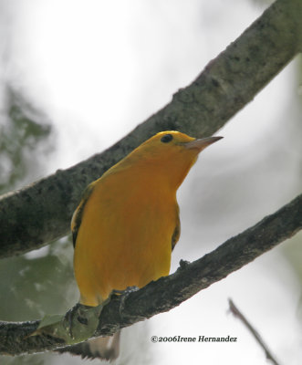 Prothonotary Warbler