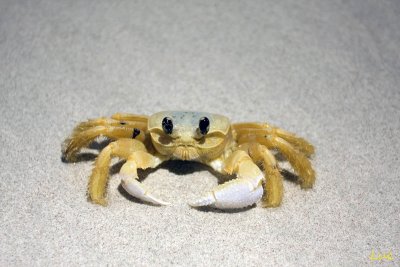 Un crabe